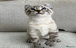 Savannah cats for sale: Awesome snow leopard Keetso male  - Image 14