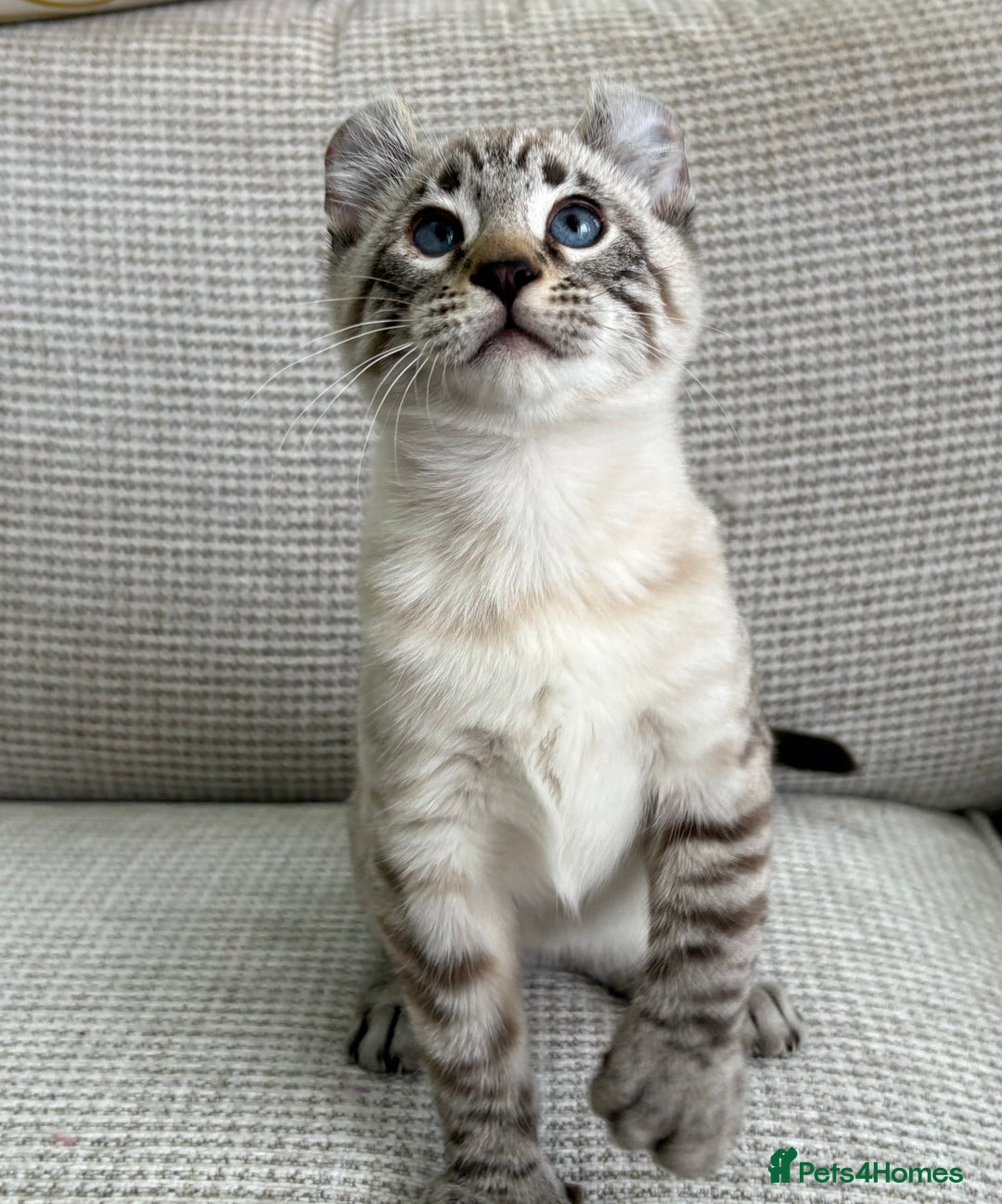 Savannah cats for sale: Awesome snow leopard Keetso male  - Image 14