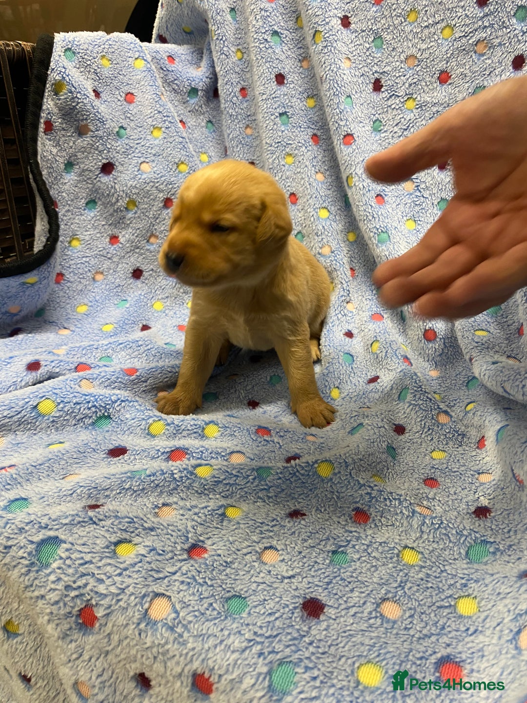 Labrador Retriever dogs for sale: Stunning Litter from working parents KC reg - Image 11