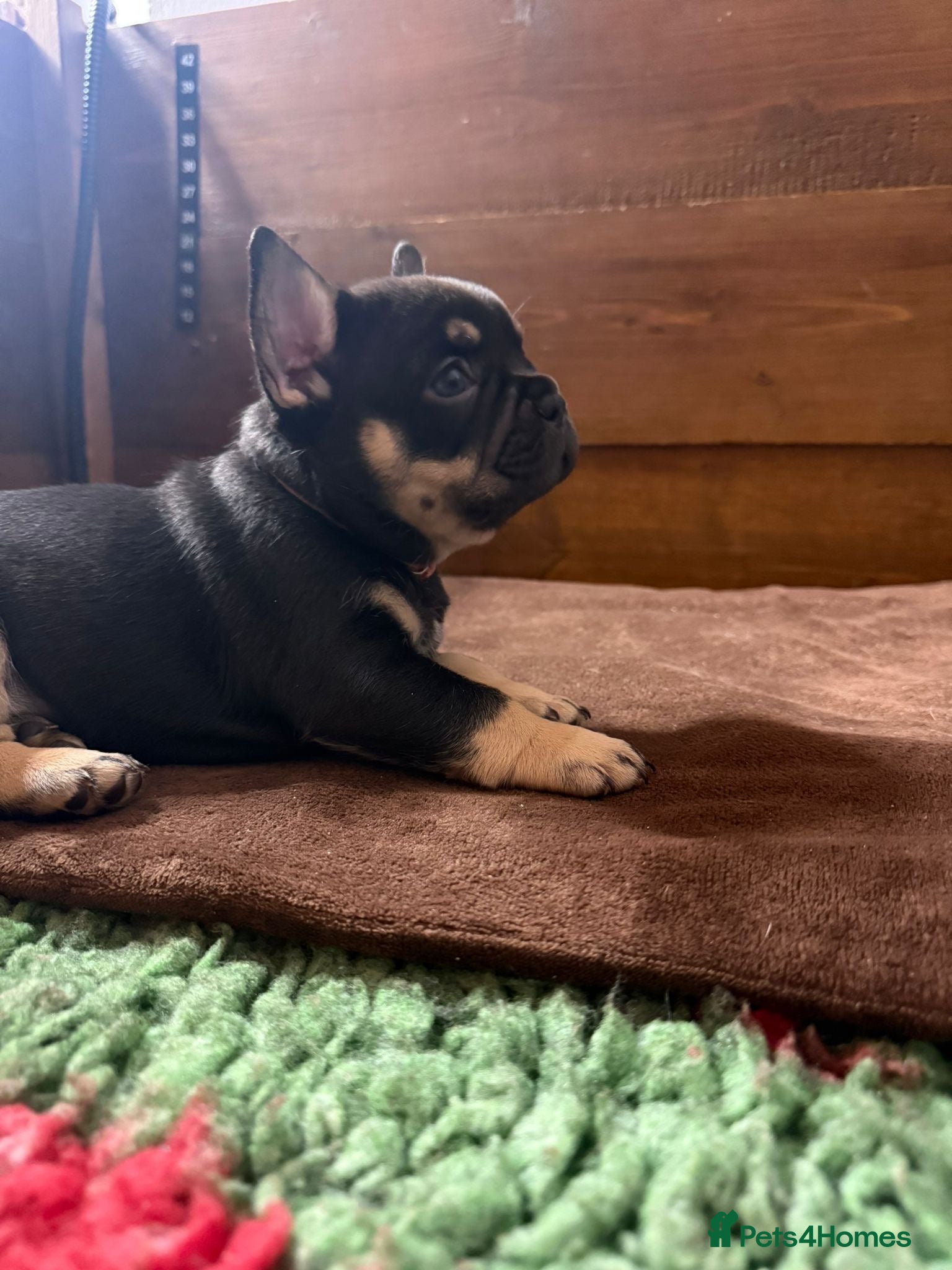 French Bulldog dogs French Bulldog puppies  - Advert 8