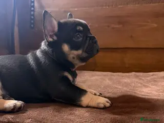 French Bulldog dogs French Bulldog puppies - Advert 8