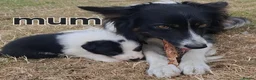 Border Collie dogs for sale: 4 Border collie pups for sale  - Advert 6