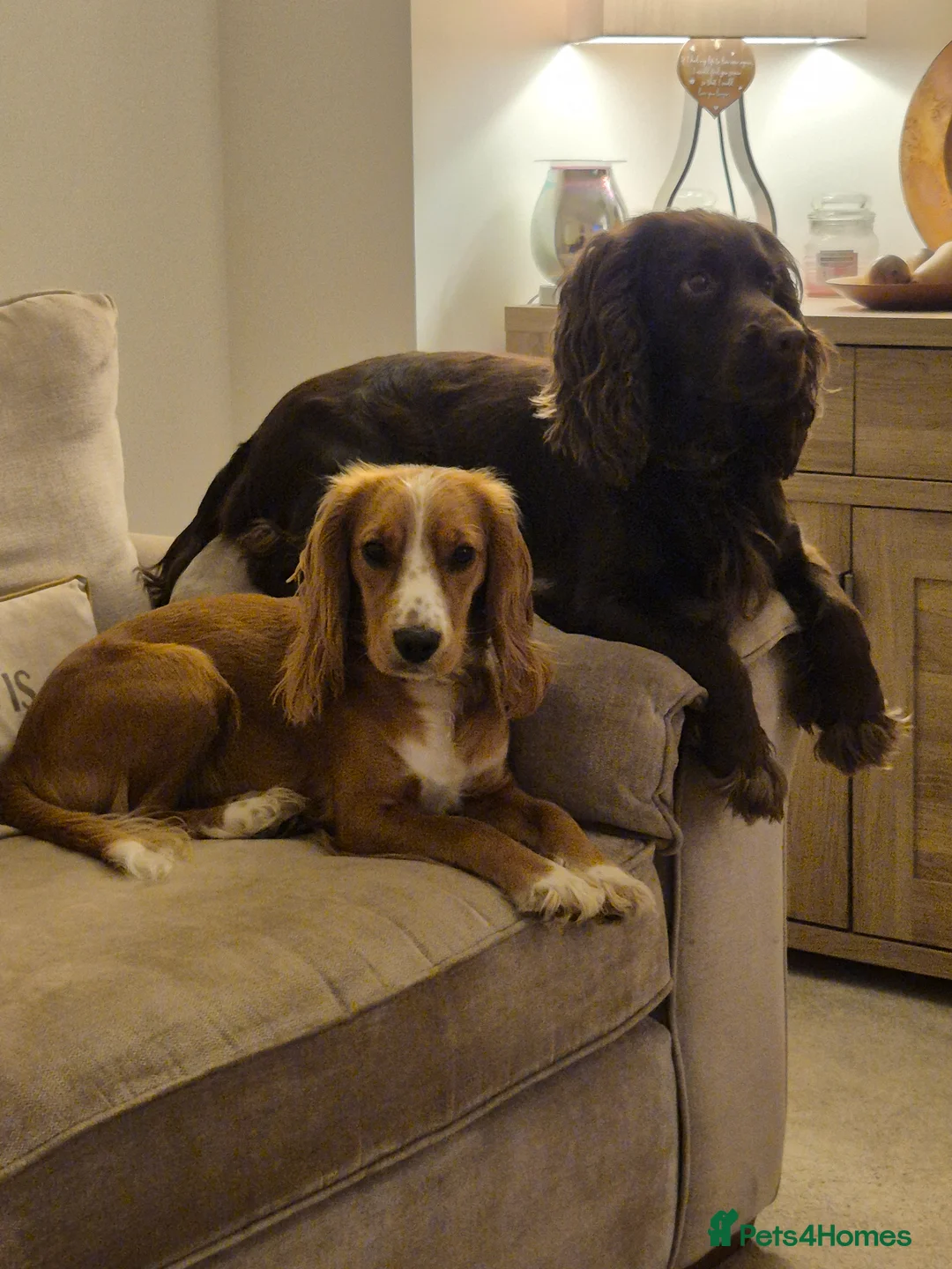 Cockapoo dogs for sale: Pregnancy confirmed! Beautiful F1 cockerpoos - Advert 2