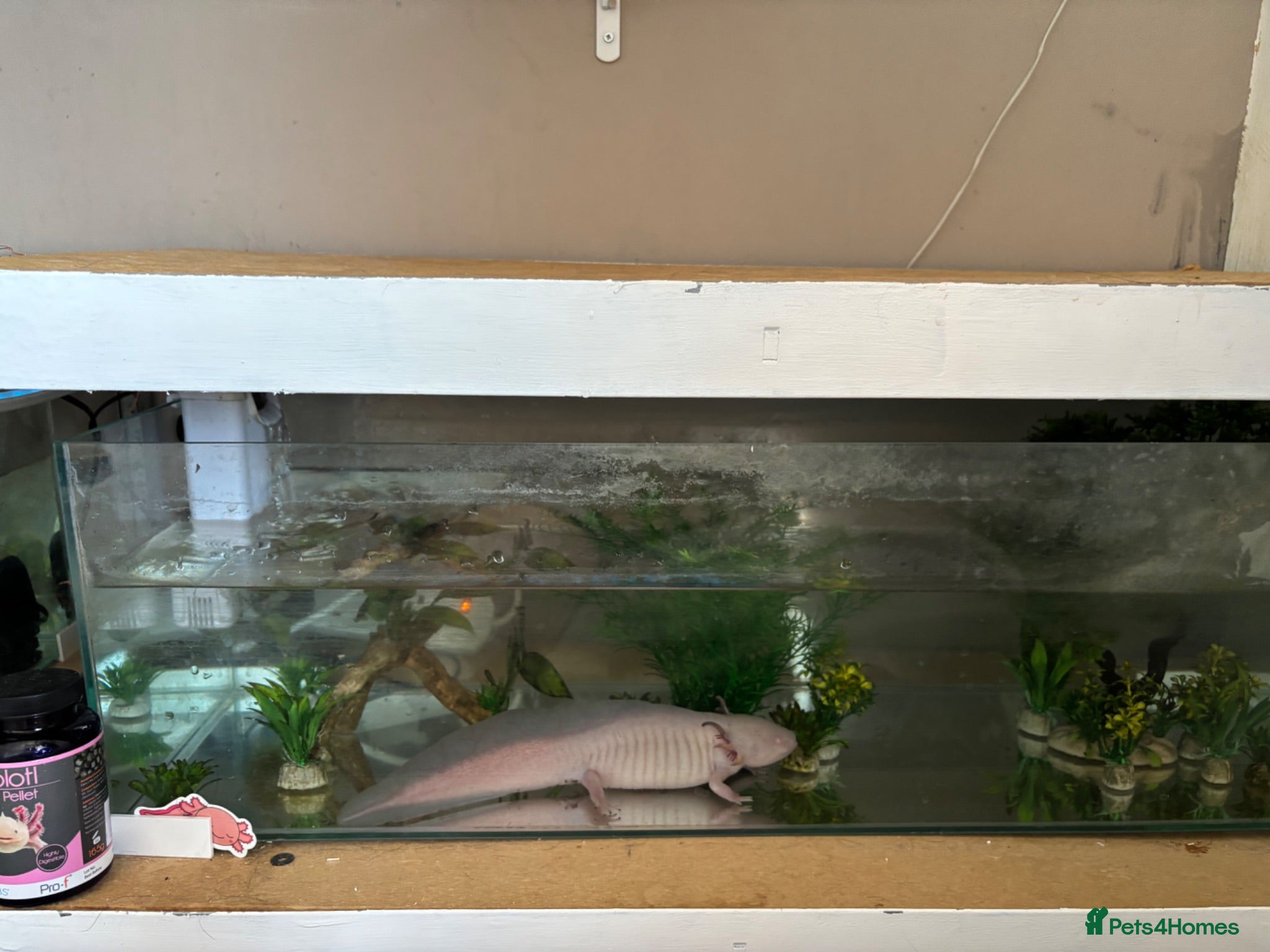 Other/Mixed Breed fish X2 axolotls  - Advert 1