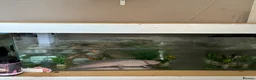 Other/Mixed Breed fish for sale: X2 axolotls  in Stowmarket - Advert 1