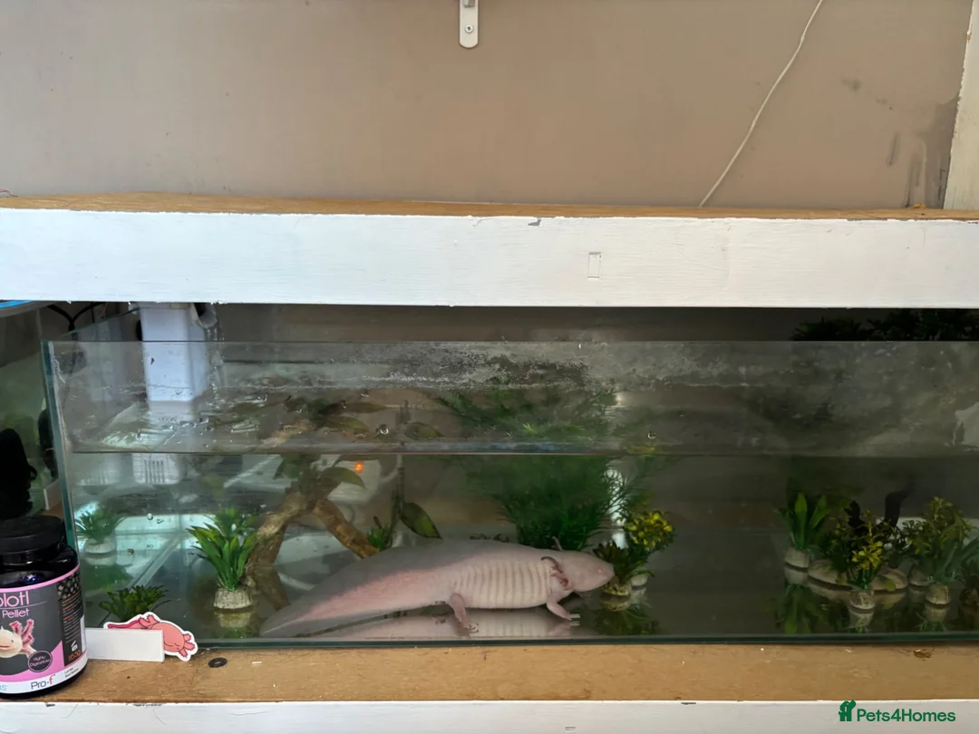Other/Mixed Breed fish for sale: X2 axolotls  in Stowmarket - Advert 1