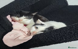 Mixed Breed cats for sale: 2 male kittens £40 for both  - Advert 7