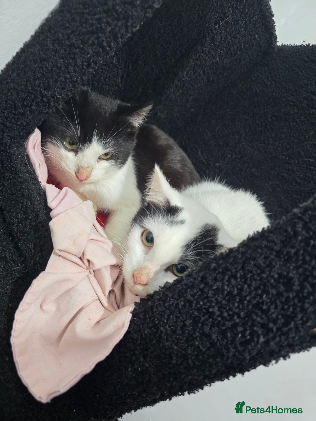 Mixed Breed cats for sale: 2 male kittens £40 for both  - Advert 7
