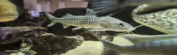 Other/Mixed Breed fish for sale: Assortment of fish  - Advert 38