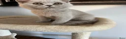 British Shorthair cats for sale: £1200 - Advert 12