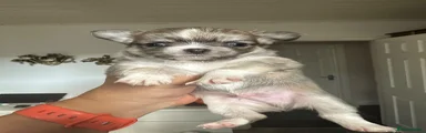 Chihuahua 1