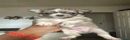 Chihuahua dogs for sale: Beautiful long-haired chihuahuas  - Advert 32