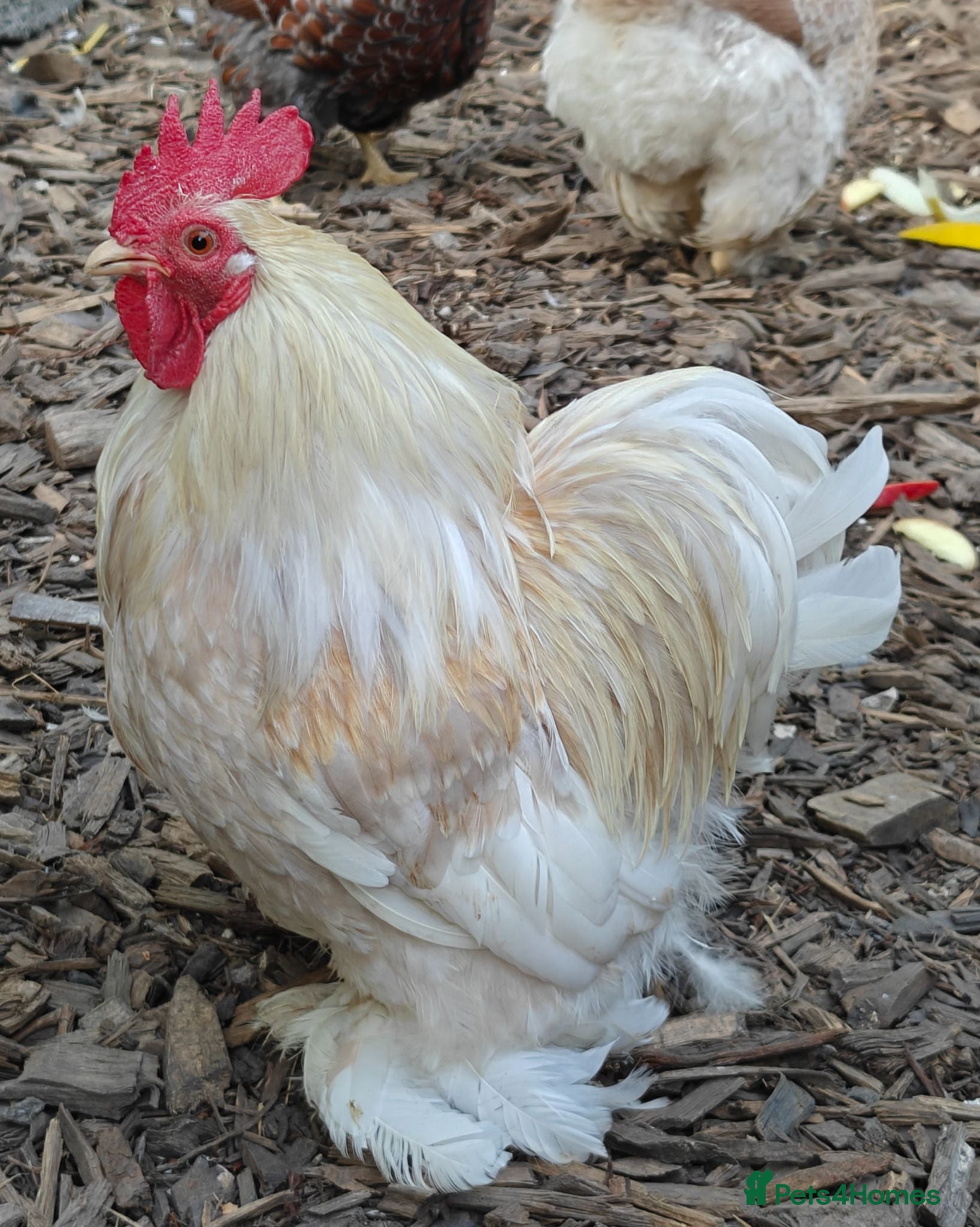 Chickens poultry Bantam cockerel looking for a new home  - Advert 2