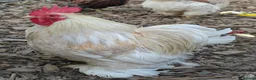 Chickens poultry for sale: Bantam cockerel looking for a new home  - Advert 2