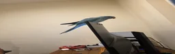 Ringnecks birds for sale: Blue Indian Ringneck Parrot Hand Tame in Birmingham - Advert 5