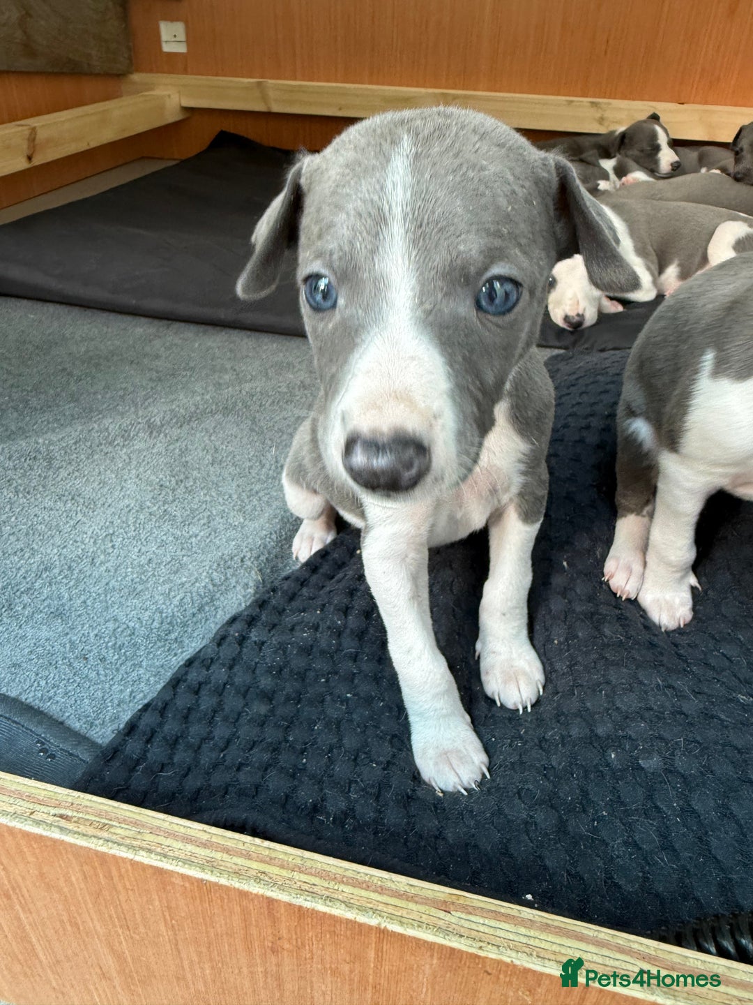 Whippet dogs for sale: Beautiful Blue whippet puppies  - Image 13