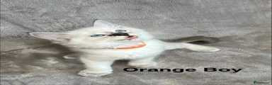 Orange Boy