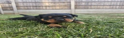 Rottweiler dogs for sale: KC Registered Rottweiler Puppies 4 Beautiful Males in Gainsborough - Advert 15