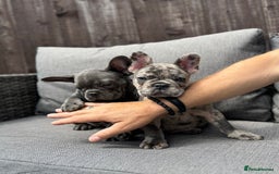 French Bulldog dogs for sale: French Bulldog Puppies–4 Girls & 2 Boys READY NOW  in Walton-on-Thames - Image 4