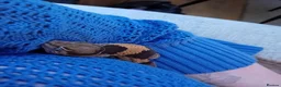 Gecko reptiles for sale: African fat tail gecko plus full set up in Poole - Advert 15