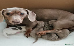 Miniature Dachshund dogs for sale: Miniature Smooth haired daschund puppies  - Image 3