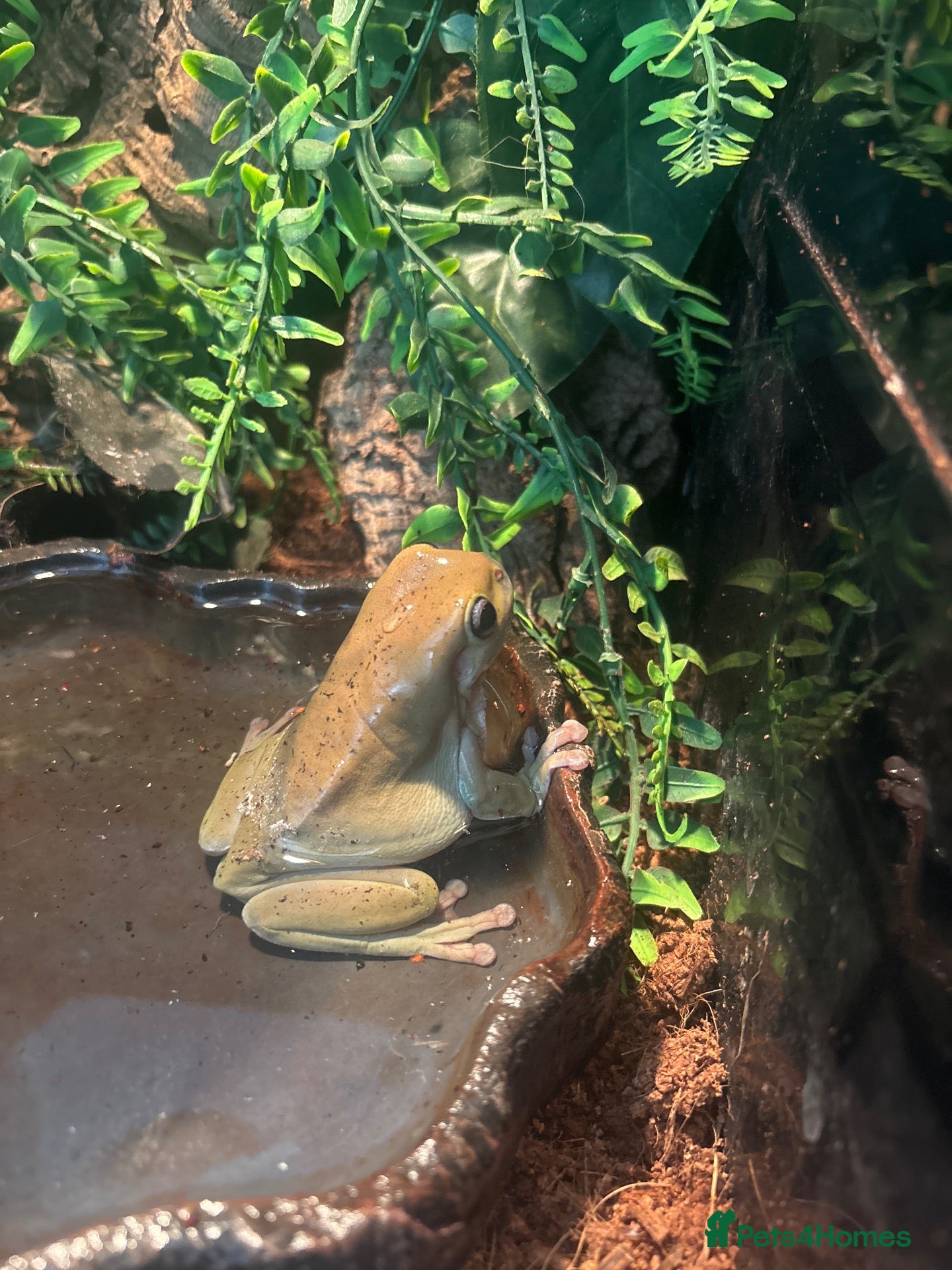 Frog reptiles whites tree frog  - Advert 7