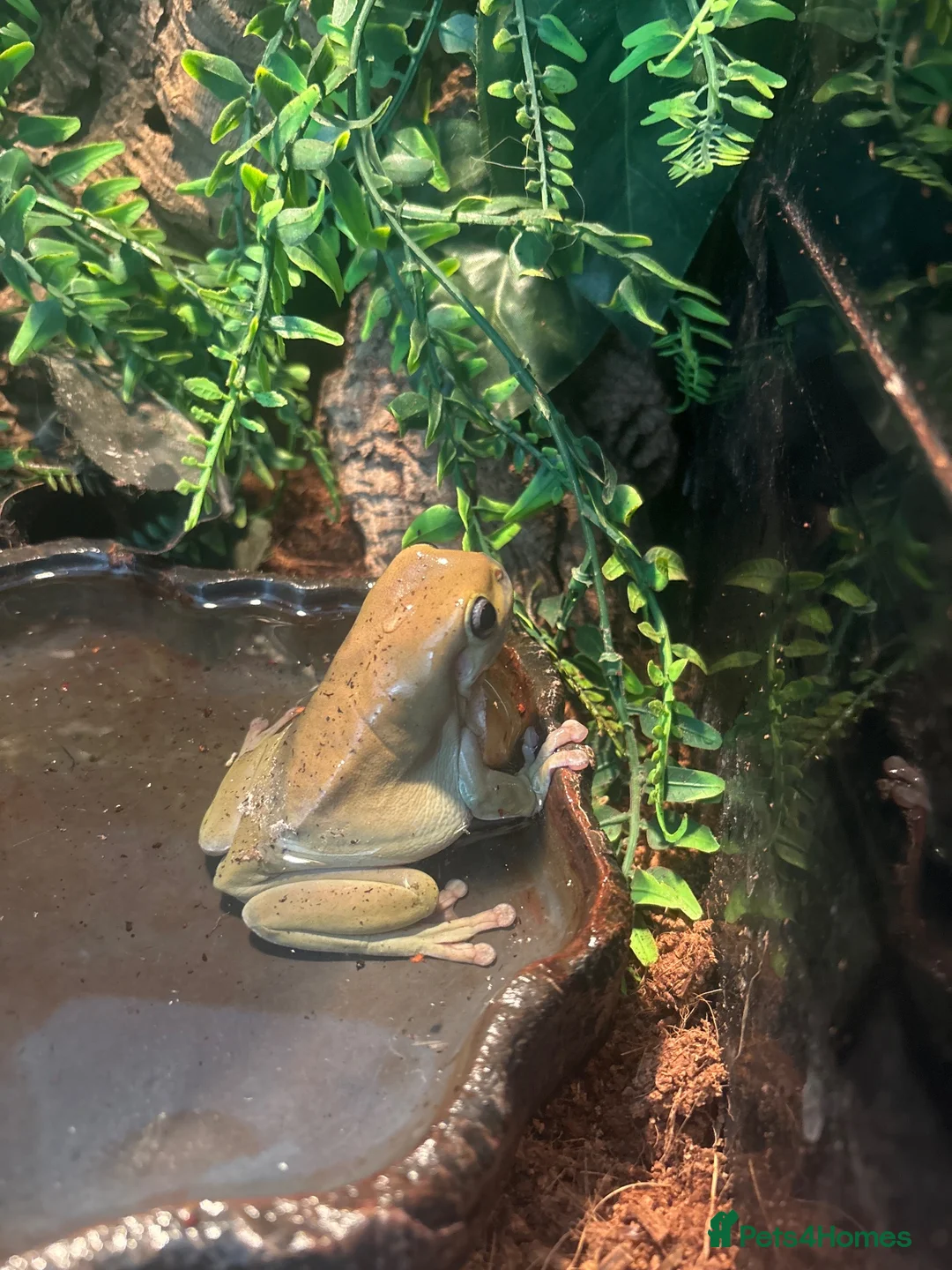 Frog reptiles for sale: whites tree frog  - Advert 1