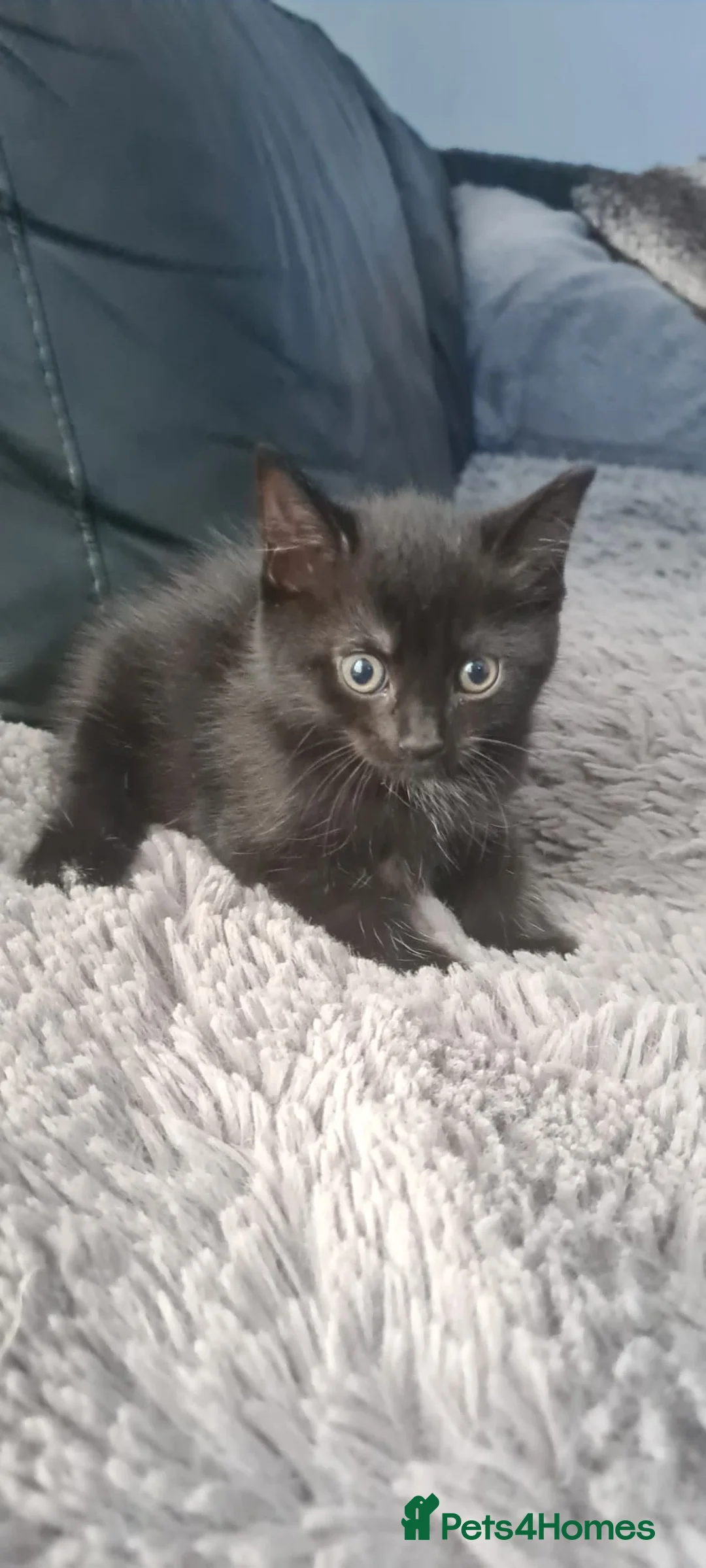 Mixed Breed cats for sale: Kittens looking for new home  in Bristol - Advert 6