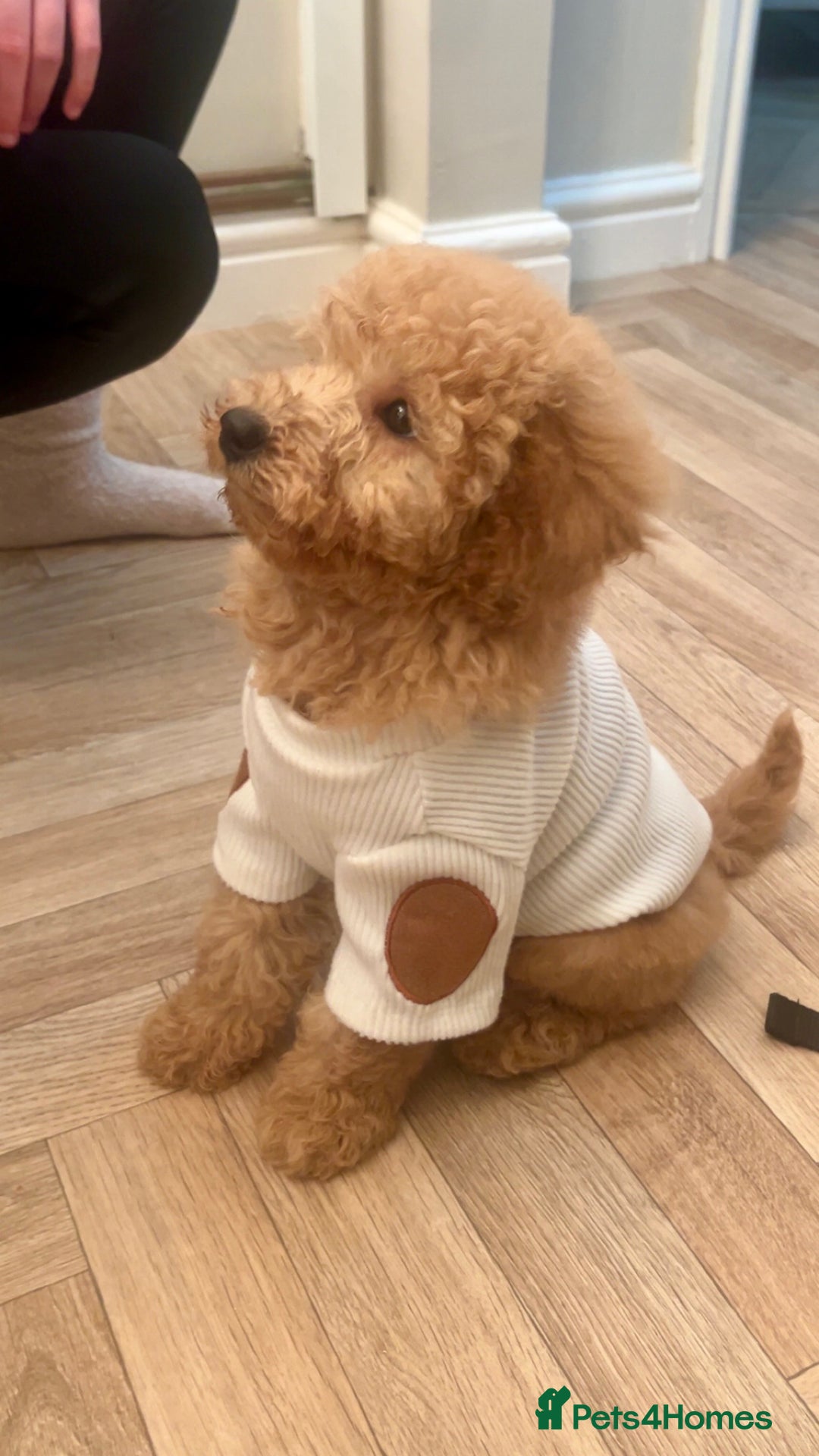 Miniature Poodle dogs for sale: 11 week old miniature poodle girl - Advert 4