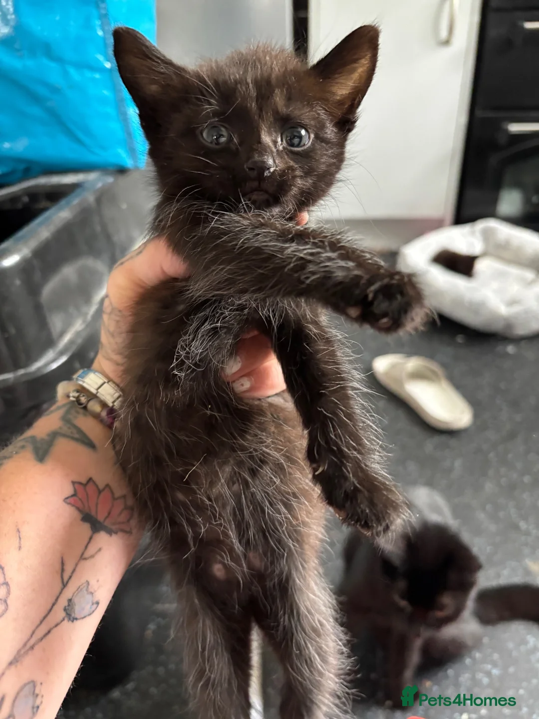 Mixed Breed cats for sale: Free to good home - Advert 2