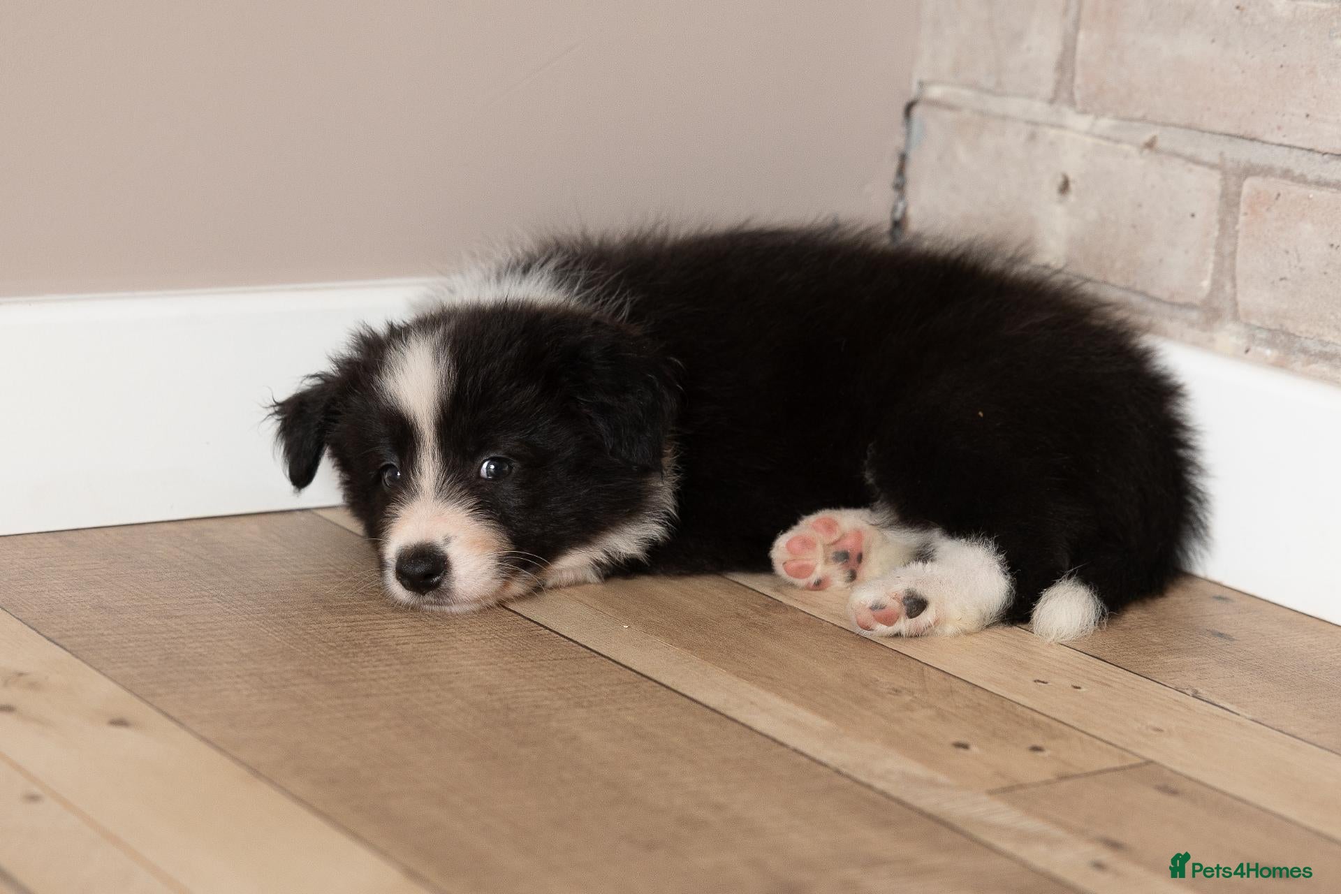 Border Collie dogs Exceptional, health tested, KC registered puppies - Advert 1