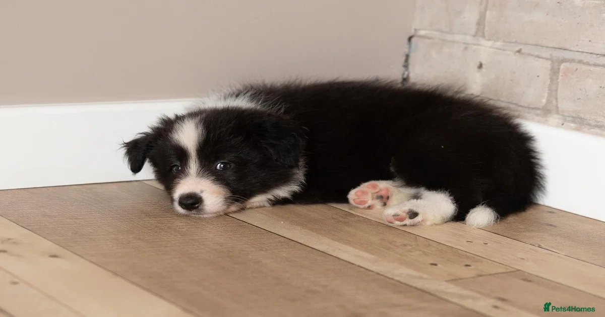 Retired dog Border Collie Puppies for sale | Pets4Homes