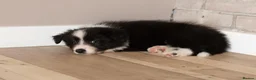 Border Collie dogs for sale: Exceptional, health tested, KC registered puppies - Advert 1