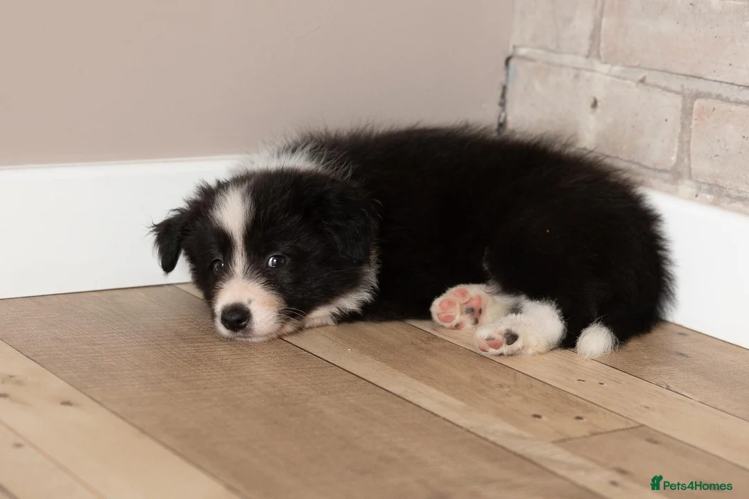 Border Collie dogs for sale: Exceptional, health tested, KC registered puppies - Advert 1