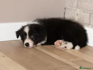 Border Collie dogs Exceptional, health tested, KC registered puppies - Advert 1