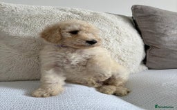 Standard Poodle dogs for sale: Stunning KC Standard Poodle Puppies for sale - Image 6