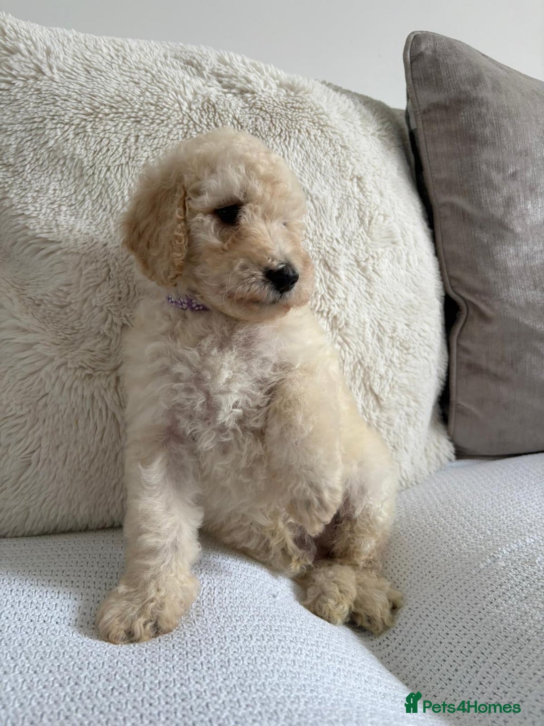 Standard Poodle dogs for sale: Stunning KC Standard Poodle Puppies for sale - Image 6