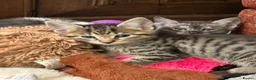Maine Coon cats for sale:  Maine coone kittens (reduced) - Advert 2