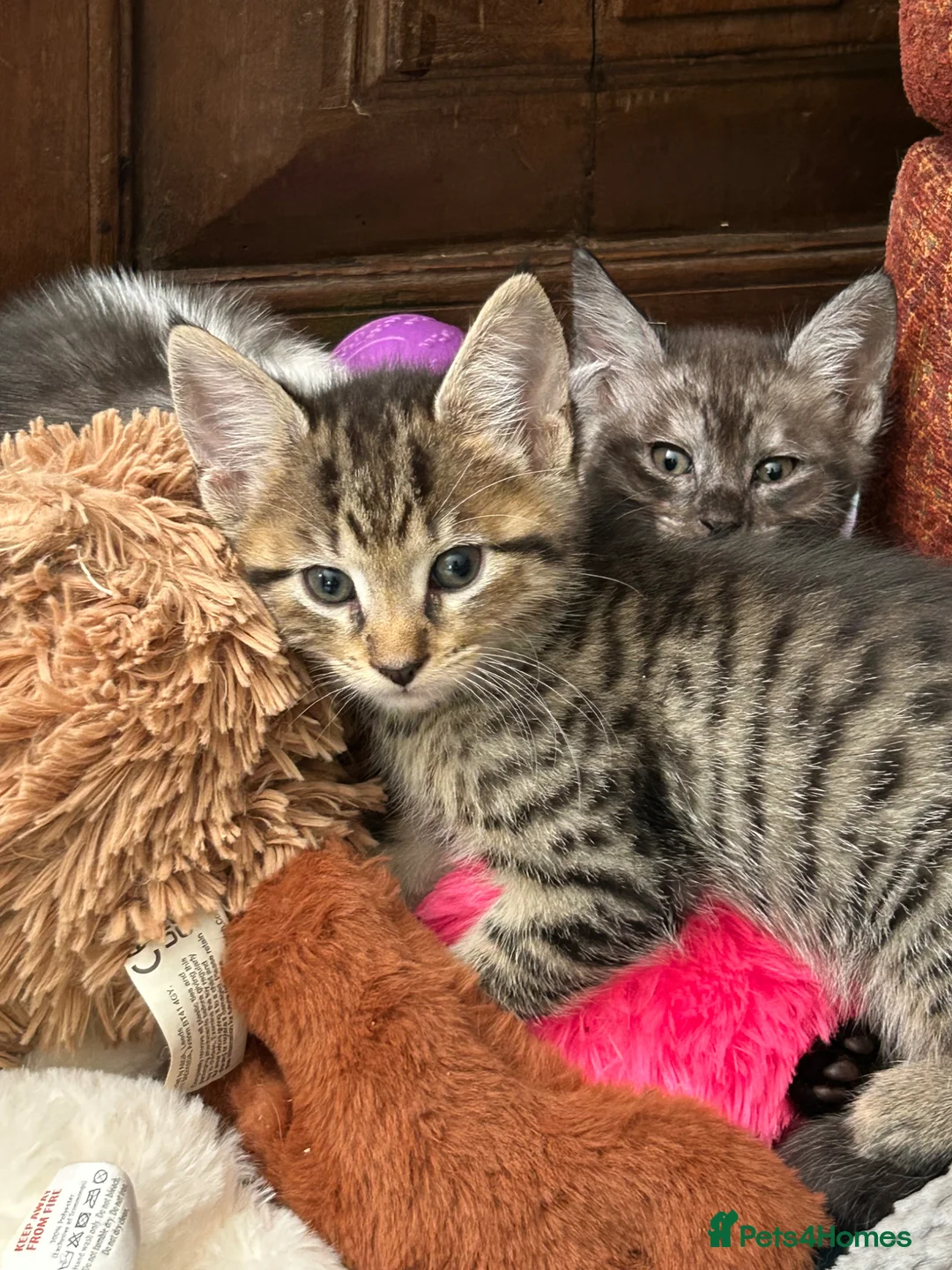 Maine Coon cats for sale:  Maine coone kittens (reduced) - Advert 2