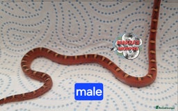 Corn Snake reptiles for sale: Scaleless bloodred pied sided - Image 7