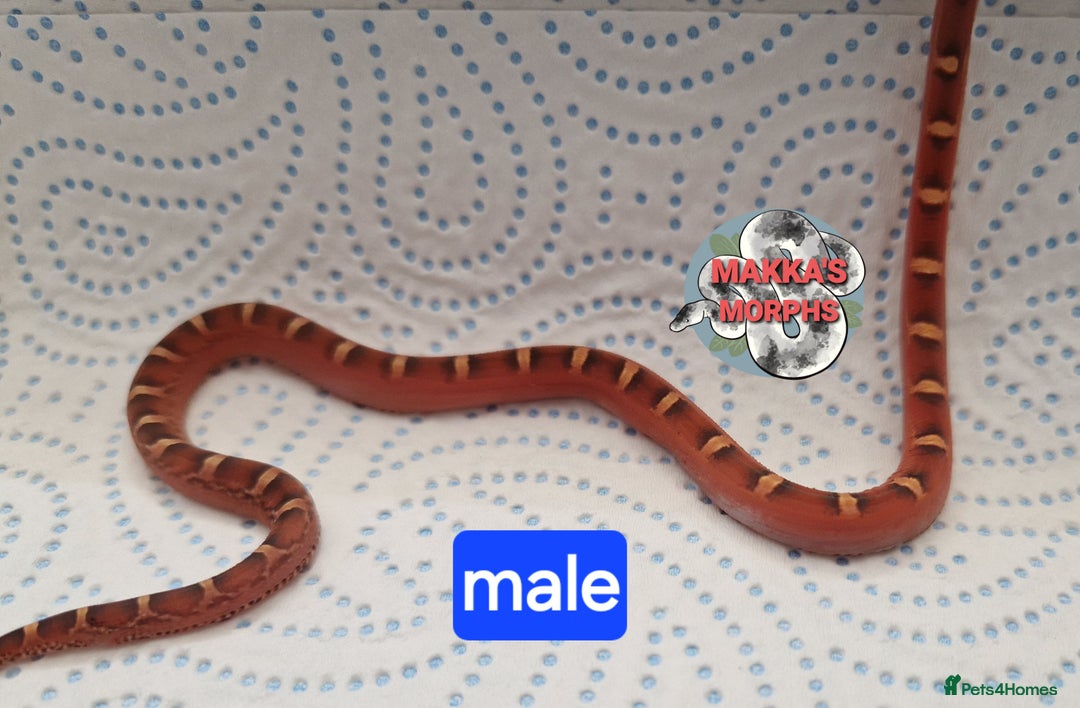 Corn Snake reptiles for sale: Scaleless bloodred pied sided - Image 7
