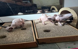 Sphynx cats for sale: Sphynx Kittens – Ready for Their Forever home soon - Image 7