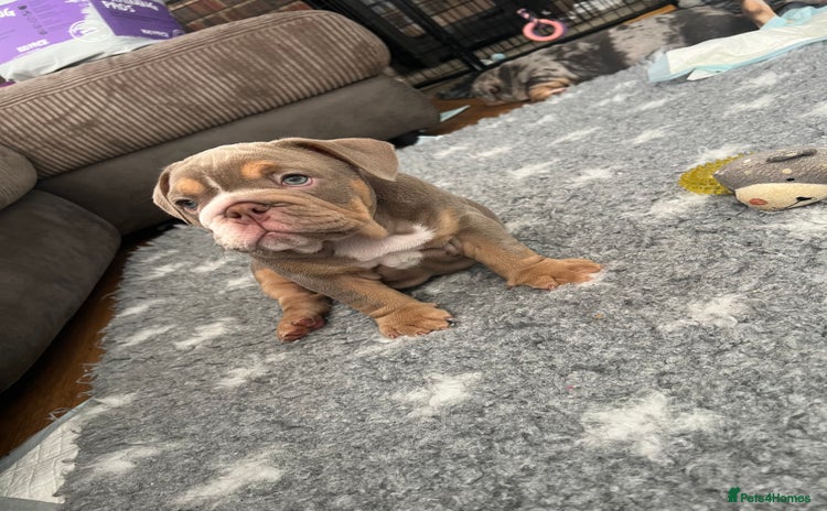 English Bulldog dogs - Advert 11