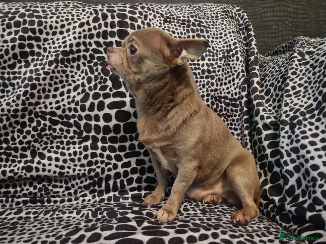 Chihuahua dogs for sale: 4 male chihuahuas - Advert 2