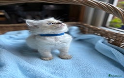 Ragdoll cats for sale: One gorgeous boy,  Luxury pedigree. - Image 12