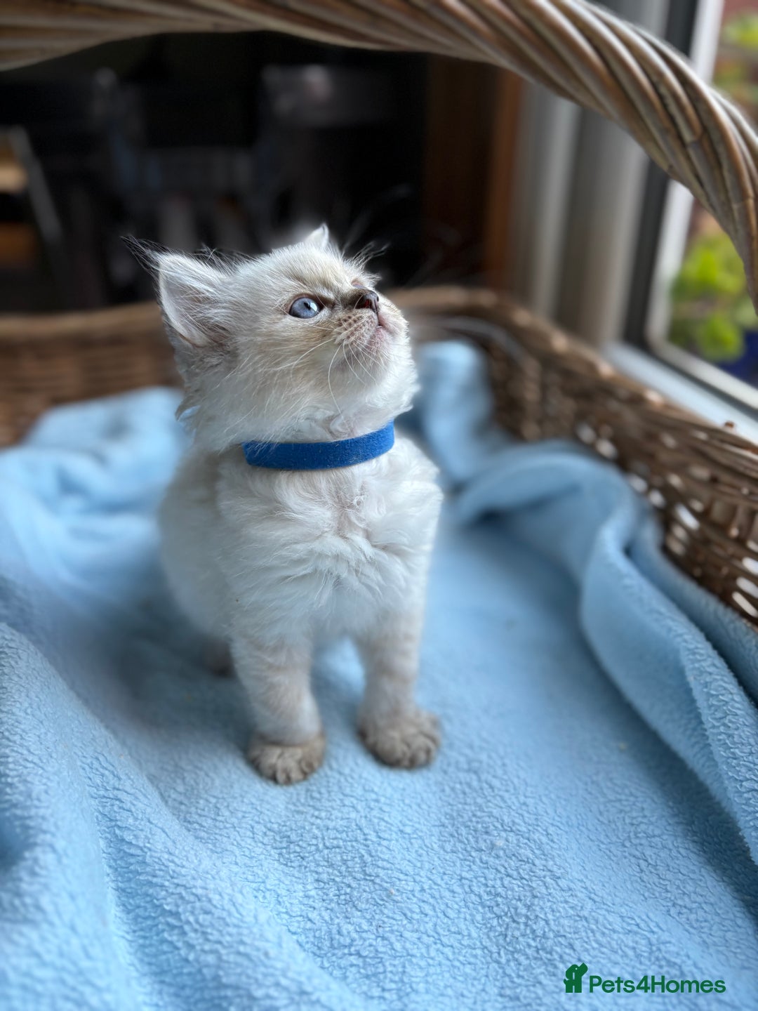 Ragdoll cats for sale: One gorgeous boy,  Luxury pedigree. - Image 12