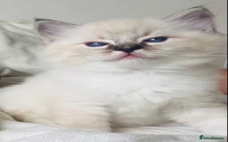 Ragdoll cats for sale: GCCF Family Reared Ragdoll Kittens - Image 6