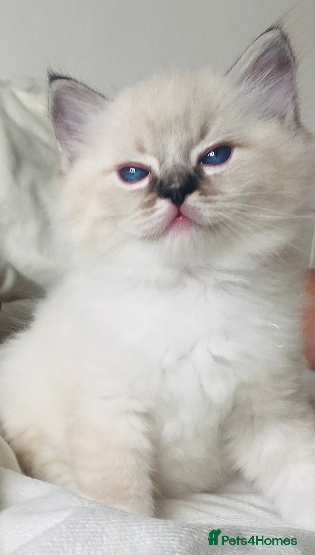 Ragdoll cats for sale: GCCF Family Reared Ragdoll Kittens - Image 6
