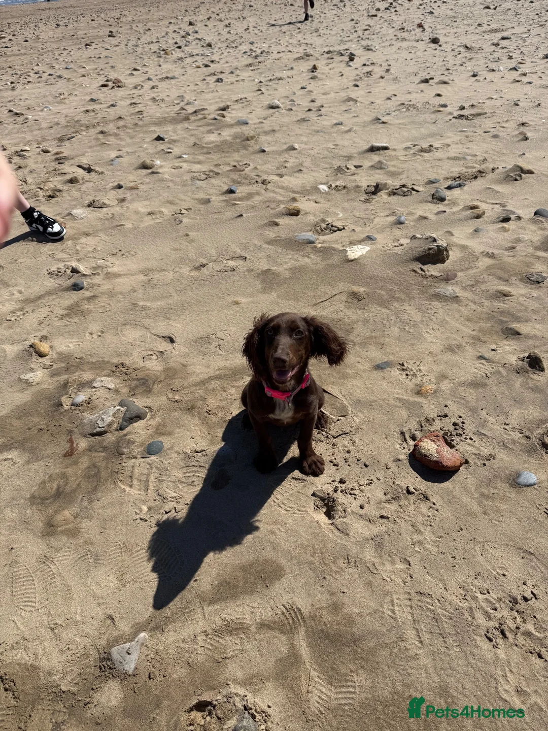 Cocker Spaniel dogs for sale: Female cocker spaniel - Advert 8