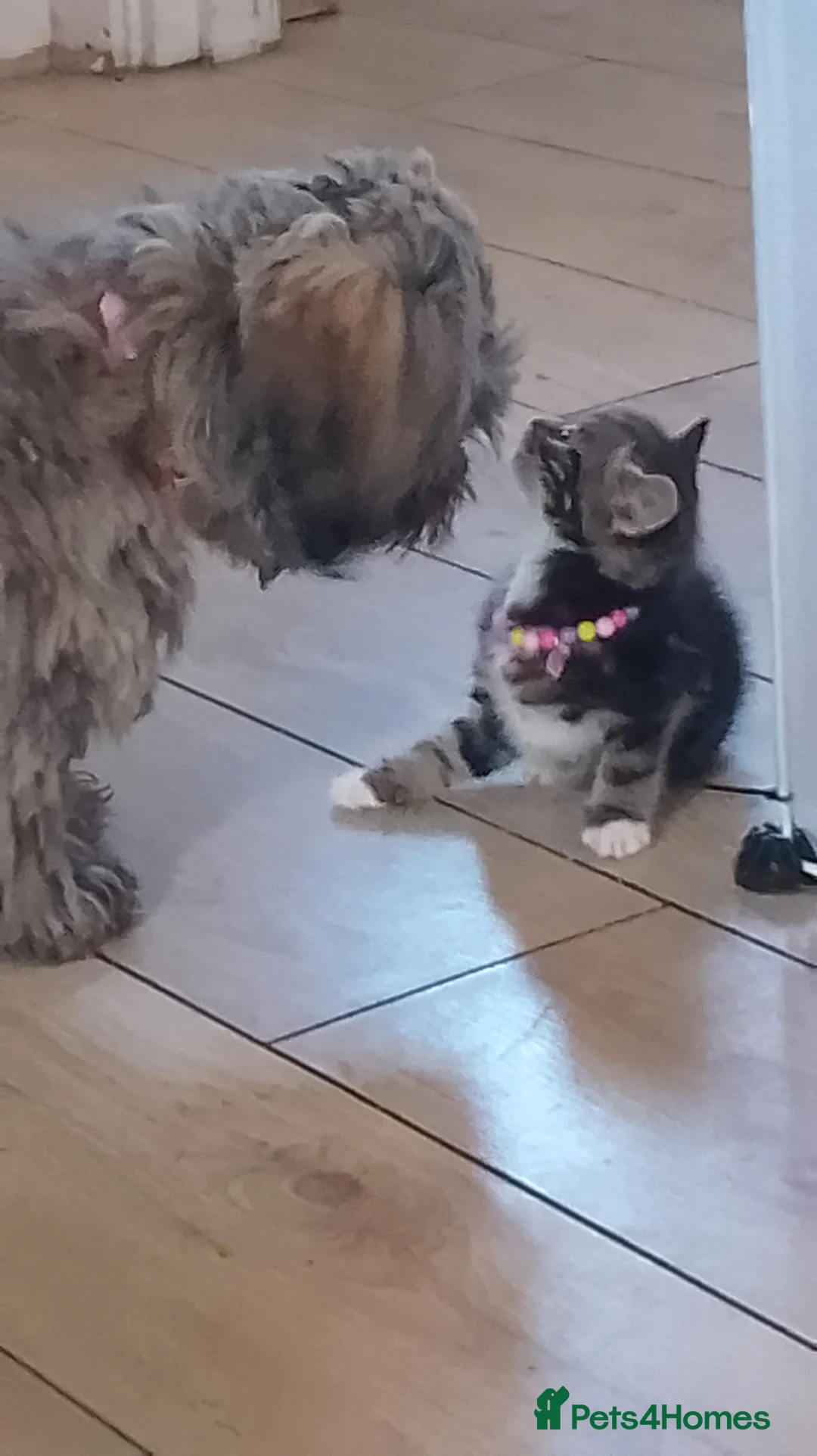 Mixed Breed cats for sale: Gorgeous kittens - Advert 13